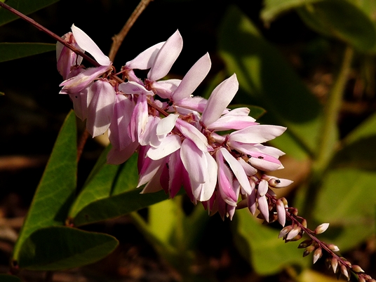 {Indigofera decora}